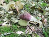 Tylopilus rubrobrunneus image