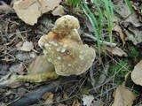 Boletus variipes image