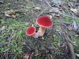 Chalciporus pseudorubinellus image