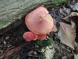 Chalciporus pseudorubinellus image