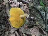 Suillus americanus image