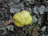 Suillus americanus image