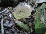 Leccinellum quercophilum image