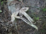 Leccinellum quercophilum image
