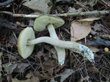 Leccinellum quercophilum image