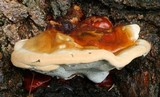 Ganoderma polychromum image