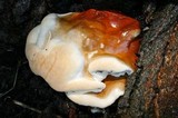 Ganoderma polychromum image