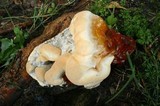 Ganoderma polychromum image