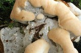 Ganoderma polychromum image