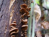 Melanotus horizontalis image