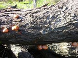 Gymnopilus luteofolius image