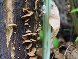 Melanotus horizontalis image