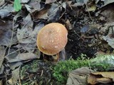 Austroboletus gracilis image