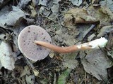 Austroboletus gracilis image