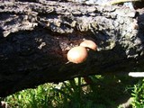 Gymnopilus luteofolius image