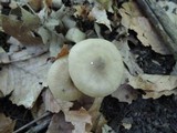 Entoloma rhodopolium image