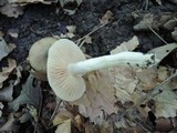 Entoloma rhodopolium image