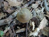 Entoloma rhodopolium image
