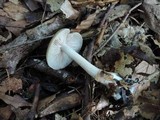 Entoloma rhodopolium image