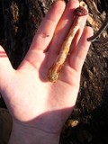 Gymnopilus luteofolius image