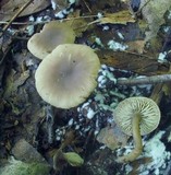 Simocybe centunculus var. centunculus image