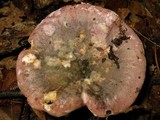 Russula variata image