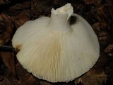 Russula variata image