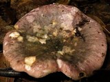 Russula variata image