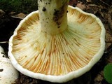Lactarius subvellereus image