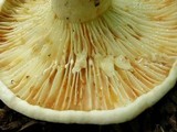 Lactarius subvellereus image