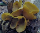 Otidea onotica image
