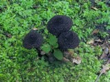 Inocybe tahquamenonensis image