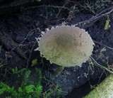 Melanophyllum haematospermum image