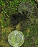 Pseudocraterellus calyculus image