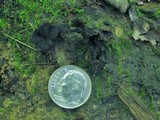 Pseudocraterellus calyculus image