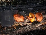Gymnopilus luteofolius image