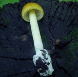 Amanita banningiana image