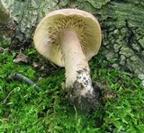 Lactarius quietus image