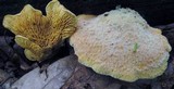 Tapinella panuoides image