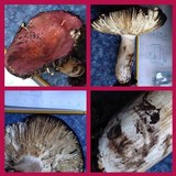 Russula vinosa image