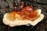 Ganoderma polychromum image