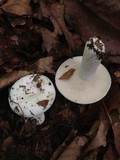 Lactarius glaucescens image