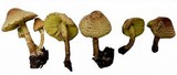 Lepiota elaiophylla image