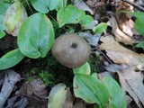 Entoloma asprellum image