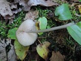Entoloma asprellum image