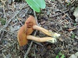 Chalciporus piperatus image
