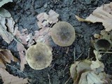 Lactarius fuliginosus image