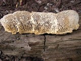 Daedalea quercina image