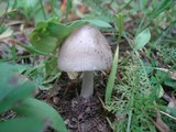 Amanita sect. Vaginatae image