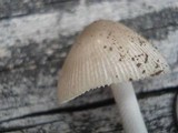 Amanita sect. Vaginatae image